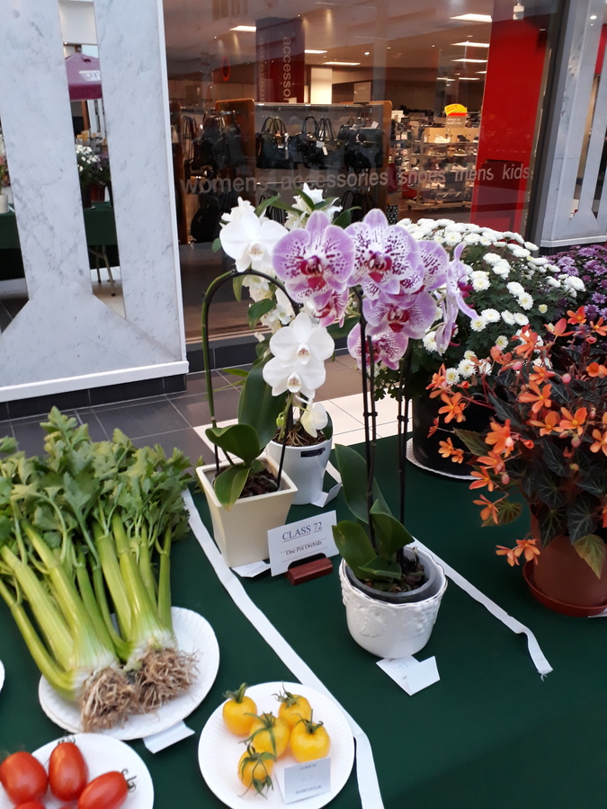 SCGS autumn show 20191026 (11)